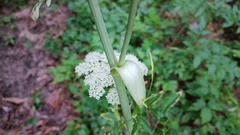 Angelica venenosa