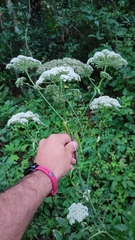 Angelica venenosa