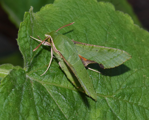 Small Verdant Hawkmoth