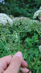 Angelica venenosa