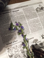 Echium vulgare