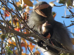 Cercopithecus mitis labiatus