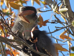 Cercopithecus mitis labiatus