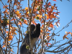 Cercopithecus mitis labiatus
