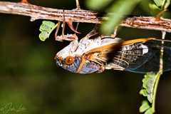 Diceroprocta cinctifera