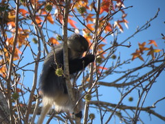 Cercopithecus mitis labiatus
