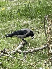 Corvus cornix