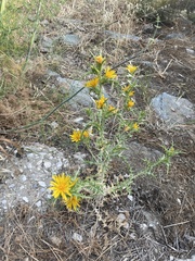 Scolymus