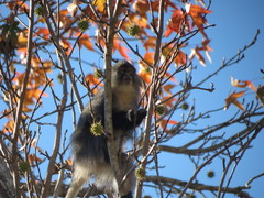 Cercopithecus mitis labiatus