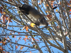 Cercopithecus mitis labiatus