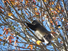 Cercopithecus mitis labiatus