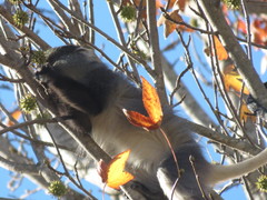 Cercopithecus mitis labiatus