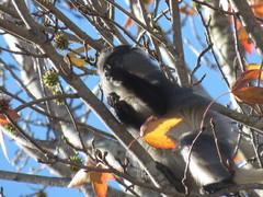 Cercopithecus mitis labiatus