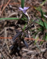 Dyschoriste angusta