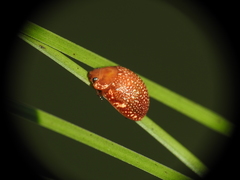 Paropsis ornata