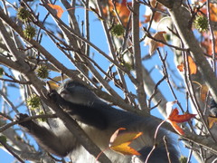 Cercopithecus mitis labiatus