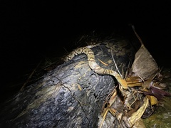Trimerodytes aequifasciatus