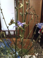 Cichorium intybus