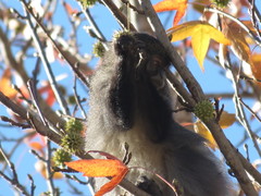 Cercopithecus mitis labiatus