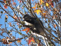 Cercopithecus mitis labiatus