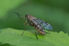 Rhagio scolopaceus