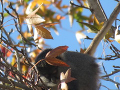 Cercopithecus mitis labiatus