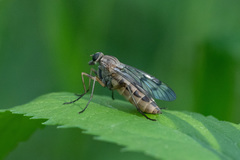 Rhagio scolopaceus