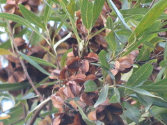 Dodonaea viscosa angustifolia
