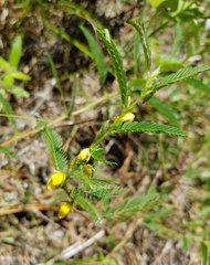 Chamaecrista nictitans aspera