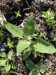 Atriplex gmelinii