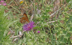 Melitaea aetherie