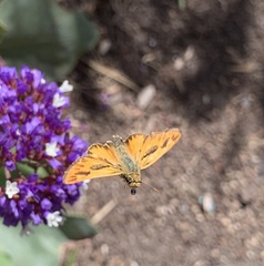Hylephila phyleus