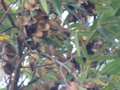 Dodonaea viscosa angustifolia
