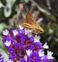 Hylephila phyleus