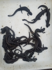 Ambystoma barbouri