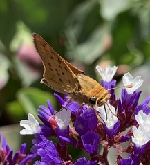 Hylephila phyleus