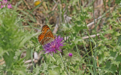 Melitaea aetherie