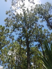 Pinus elliottii densa