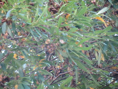 Dodonaea viscosa angustifolia