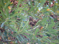 Dodonaea viscosa angustifolia