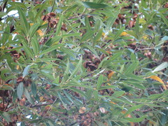 Dodonaea viscosa angustifolia