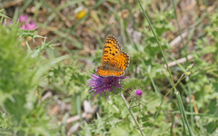 Melitaea aetherie