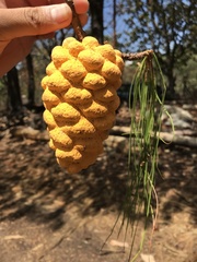 Cronartium conigenum