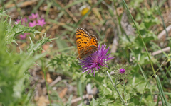 Melitaea aetherie