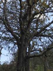 Cronartium conigenum