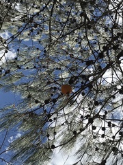 Cronartium conigenum