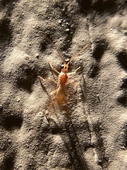 Meteorinae