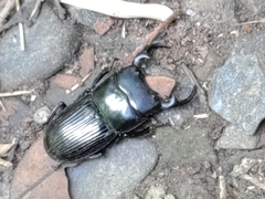 Aegus laevicollis formosae
