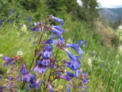 Penstemon subserratus