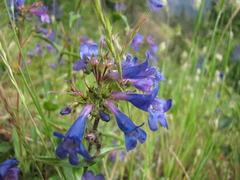 Penstemon subserratus